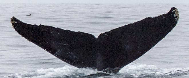 Fluke of CRC-11666