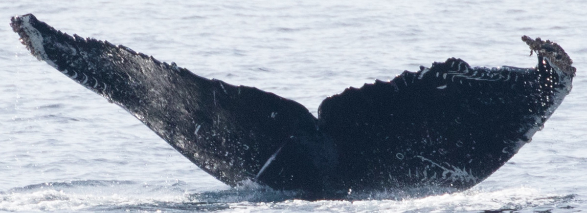 Fluke of CRC-11847