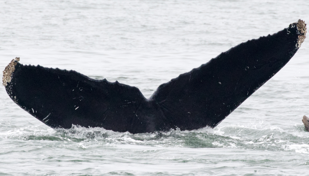 Fluke of CRC-11881