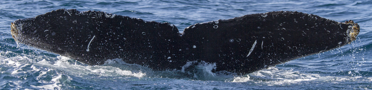 Fluke of CRC-12146