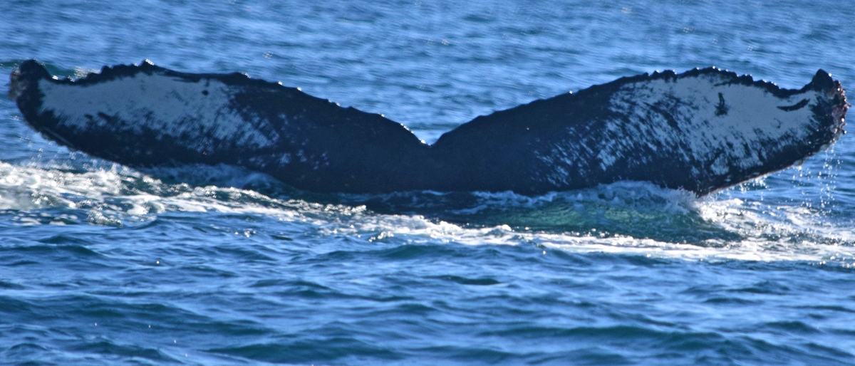 Fluke of CRC-12213