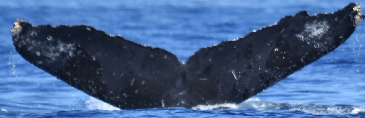 Fluke of CRC-12335