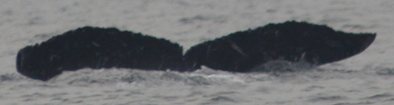 Fluke of CRC-12519