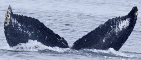 Fluke of TadagoPie (FS)