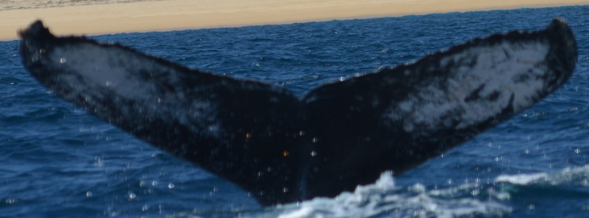 Fluke of CRC-13612