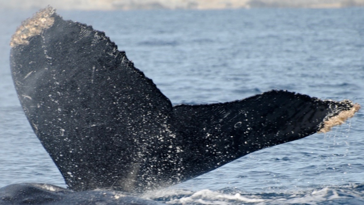 Fluke of CRC-13658