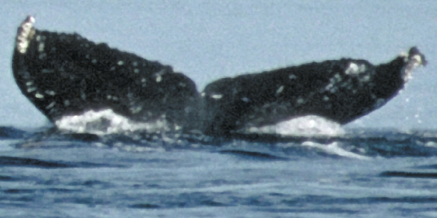 Fluke of Coccyzs aka Marribium (FS)