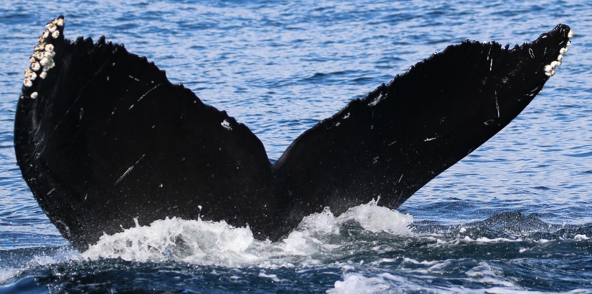 Fluke of Cerberus (Salish Sea)