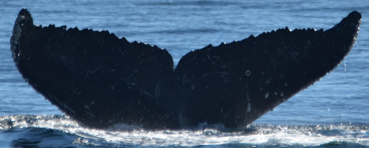 Fluke of Zeppelin (Salish Sea)