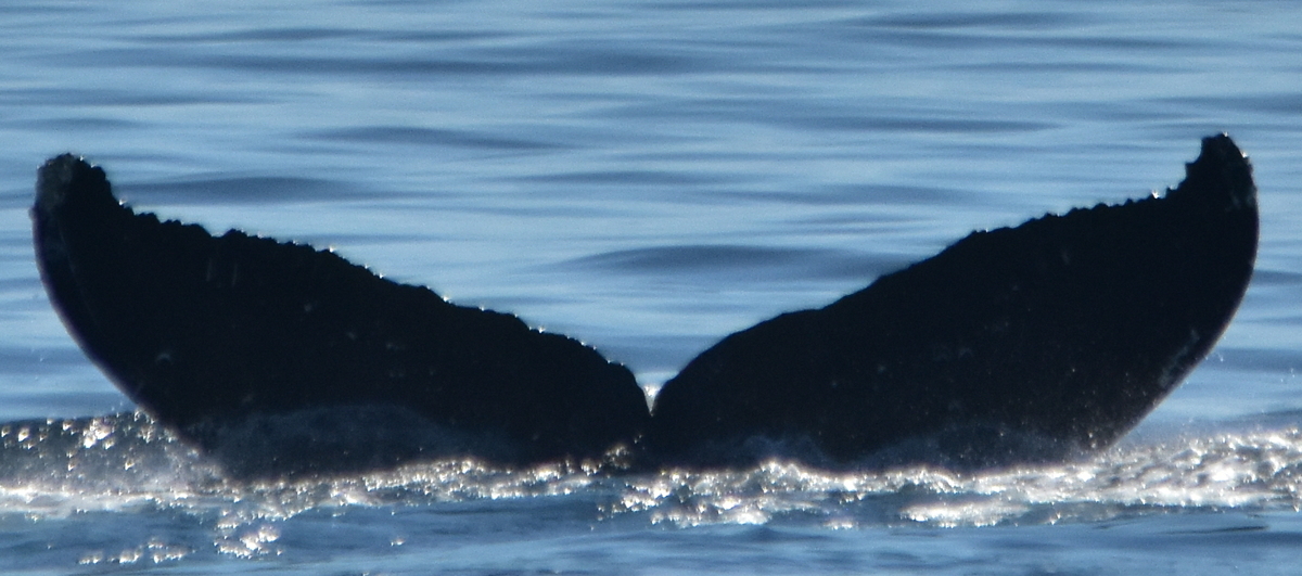 Fluke of Bullwinkle (Salish Sea)