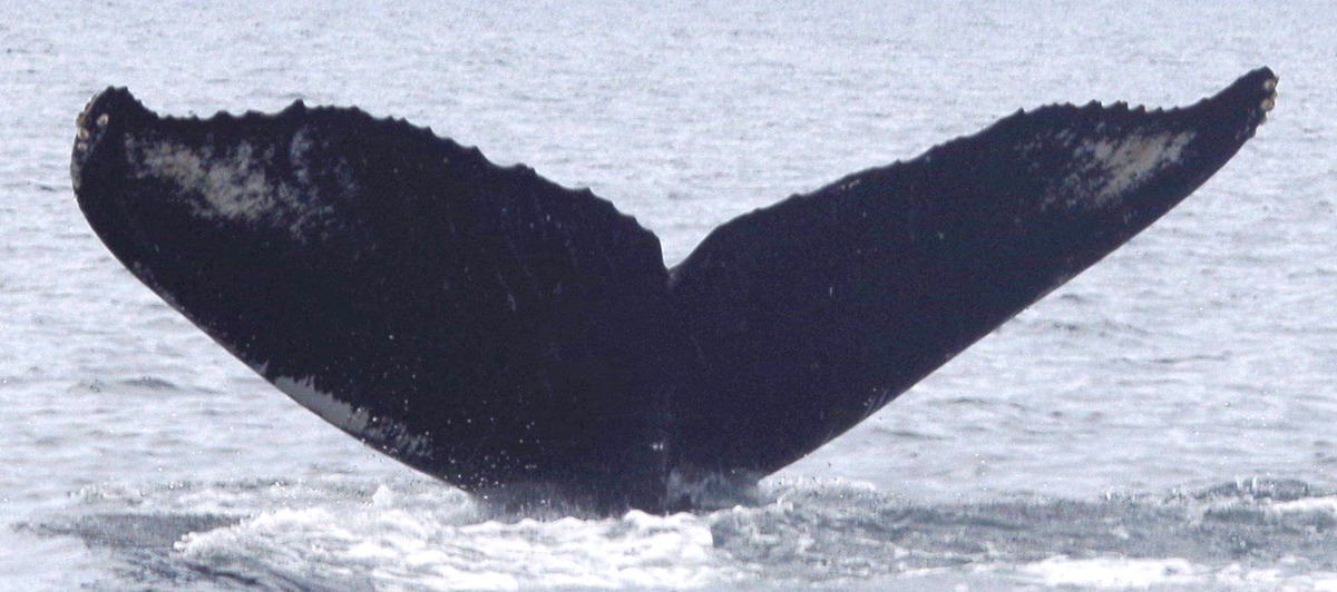 Fluke of Brink (British Columbia)