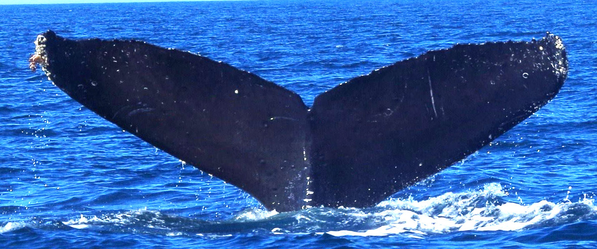 Fluke of Hale-Bopp (British Columbia)