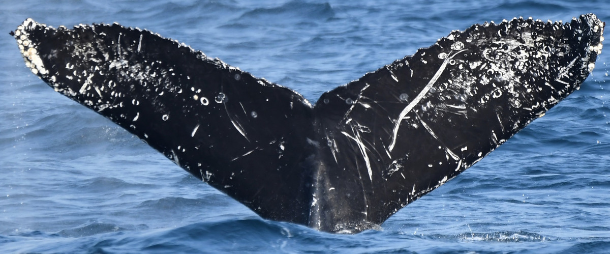 Fluke of Helter-Skelter (Salish Sea)