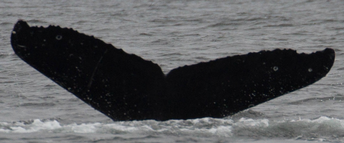 Fluke of CRC-16342