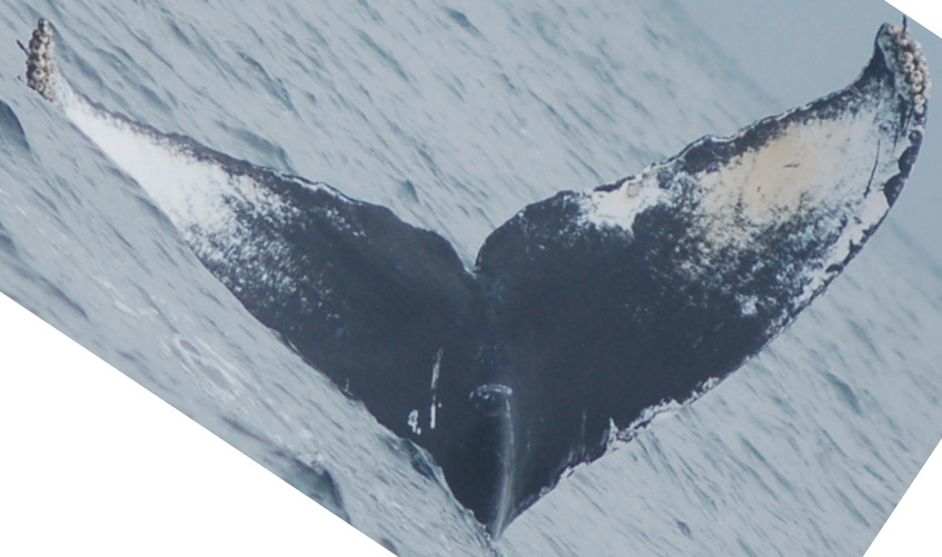 Fluke of CRC-16359