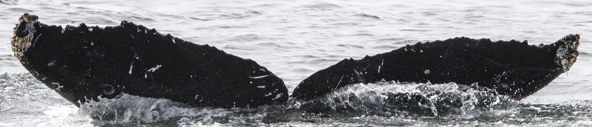 Fluke of CRC-16360