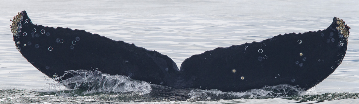 Fluke of CRC-16362