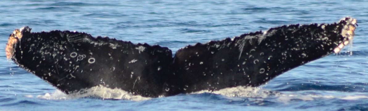 Fluke of CRC-16417