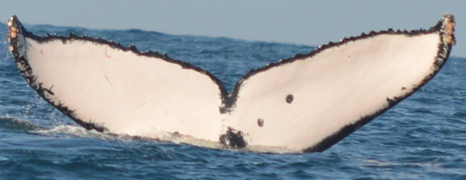 Fluke of CRC-16429