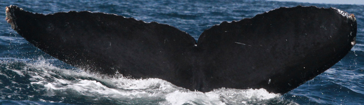Fluke of CRC-16431