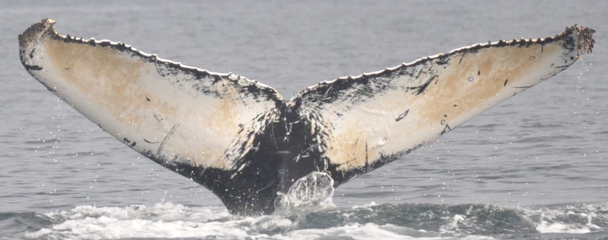Fluke of Dove (Salish Sea)