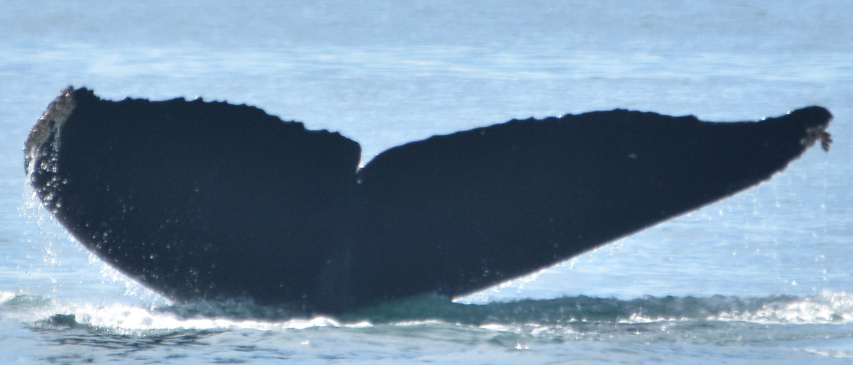 Fluke of Vanta (Salish Sea)