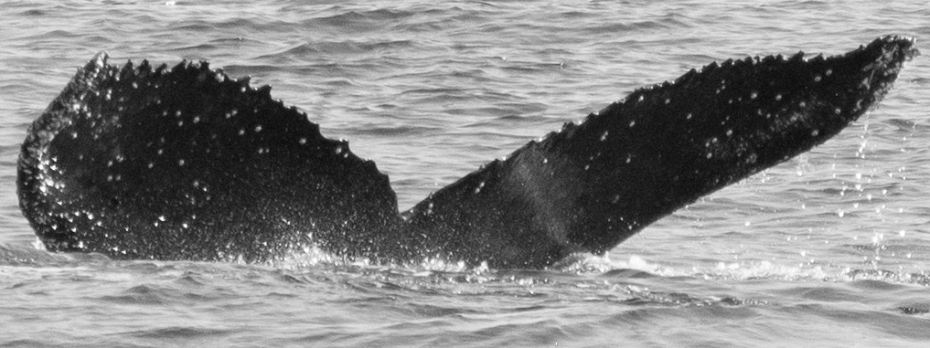 Fluke of CRC-16485