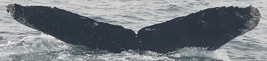 Fluke of CRC-16623