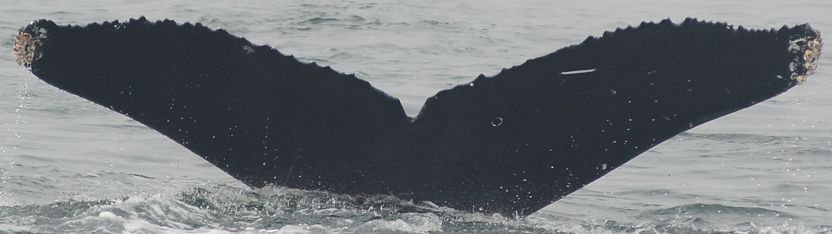 Fluke of CRC-16757