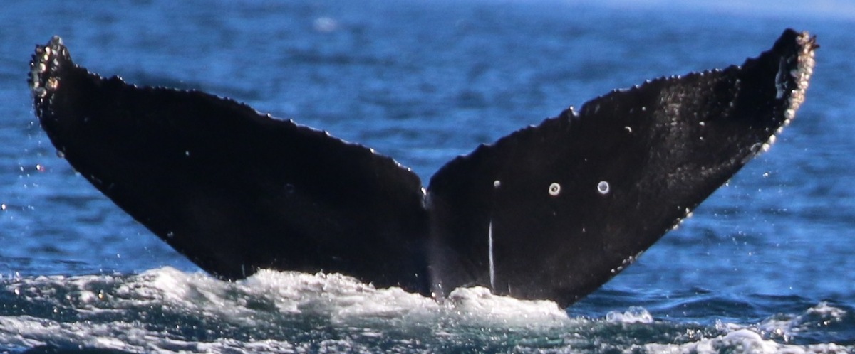 Fluke of Pantera (Juan de Fuca)