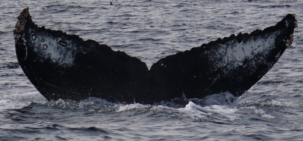 Fluke of CRC-17045