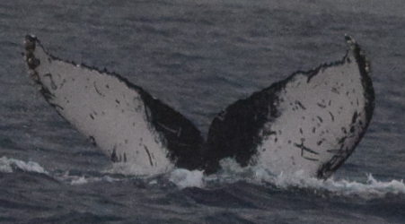 Fluke of CRC-17067