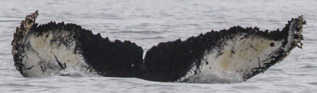Fluke of CRC-17163