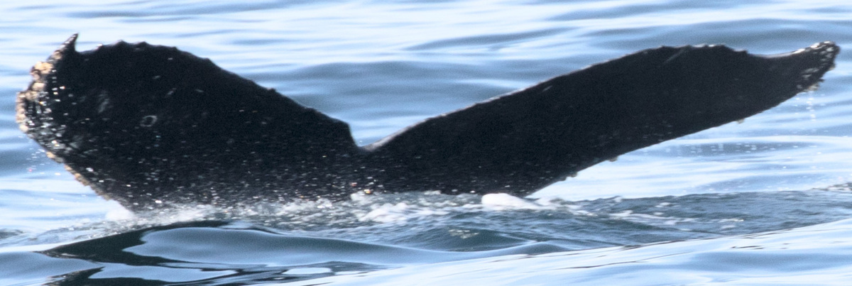 Fluke of CRC-17193