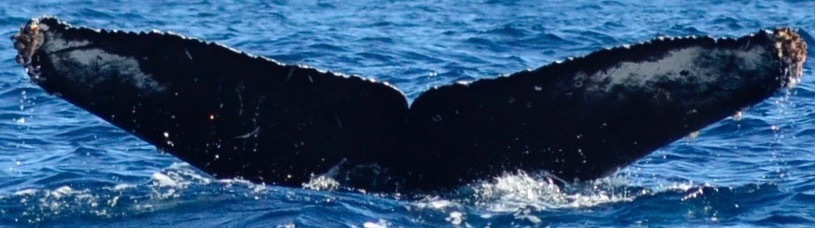 Fluke of CRC-17225