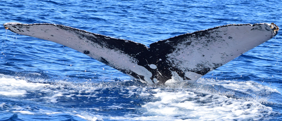 Fluke of CRC-17235