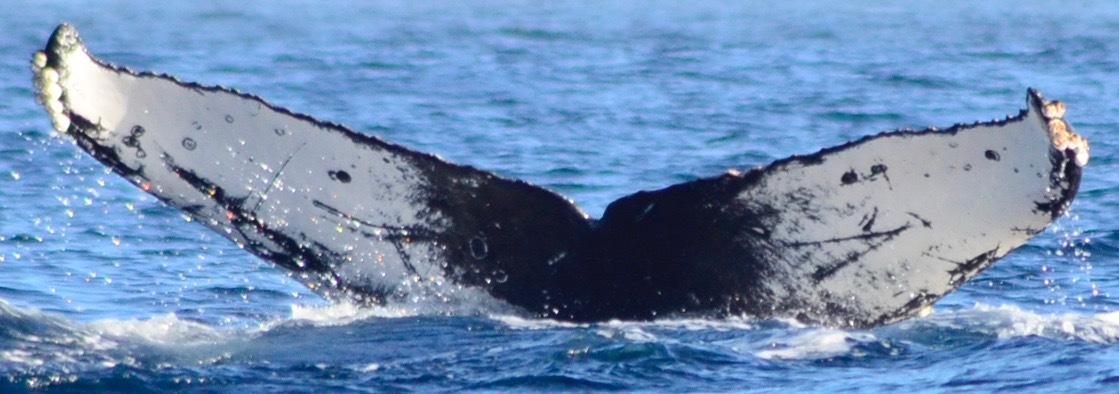 Fluke of CRC-17271