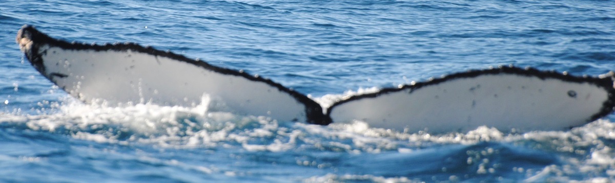 Fluke of CRC-17301