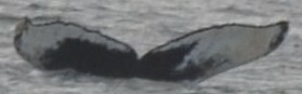 Fluke of CRC-17380