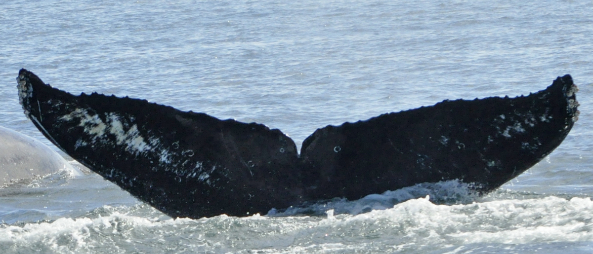 Fluke of Fang (Salish Sea)