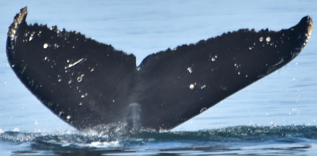 Fluke of Ray (Salish Sea)