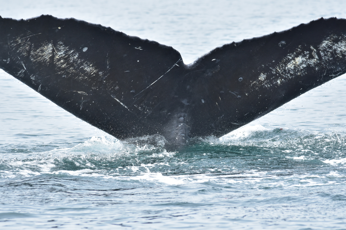 Fluke of Flare (Salish Sea)