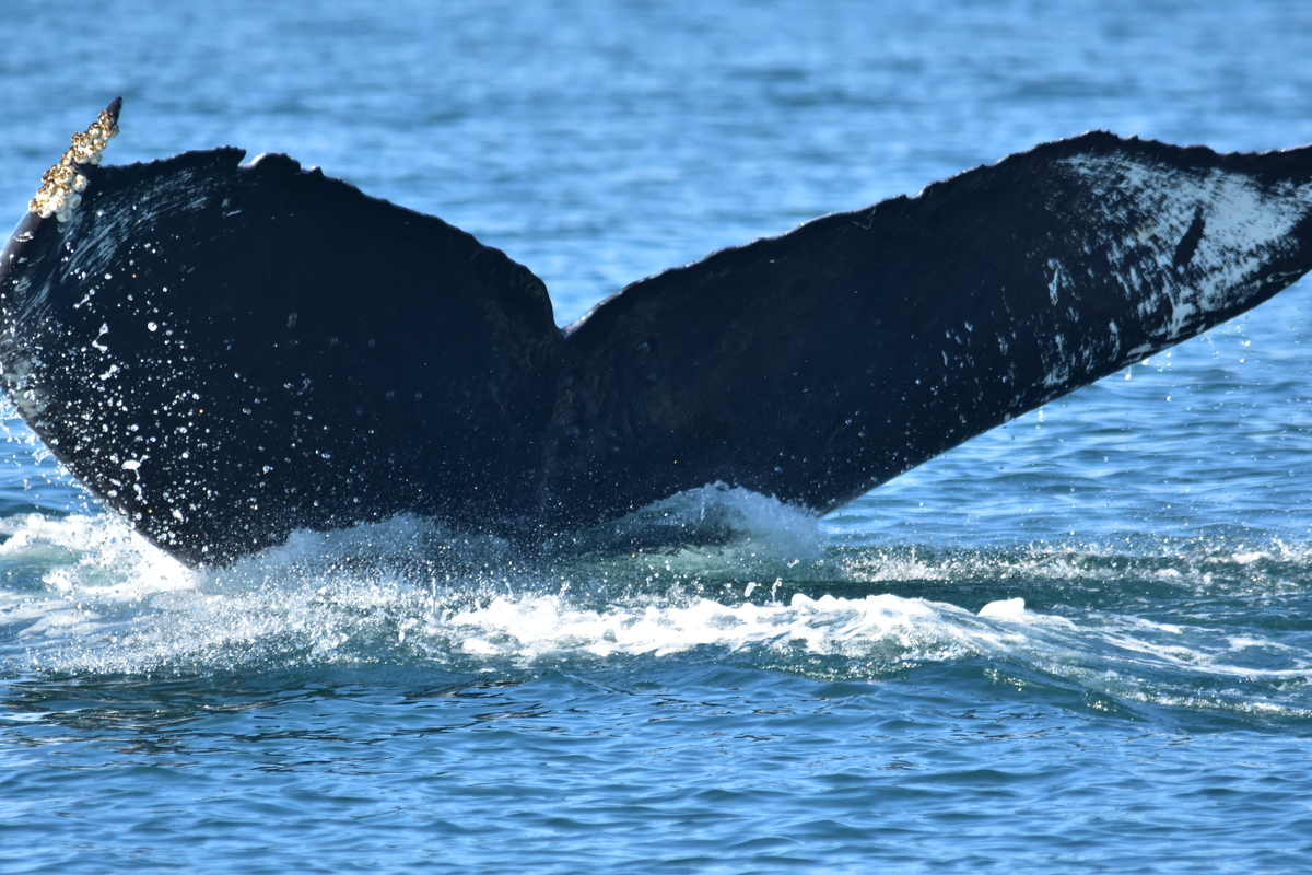 Fluke of Swallowtail (Salish Sea)