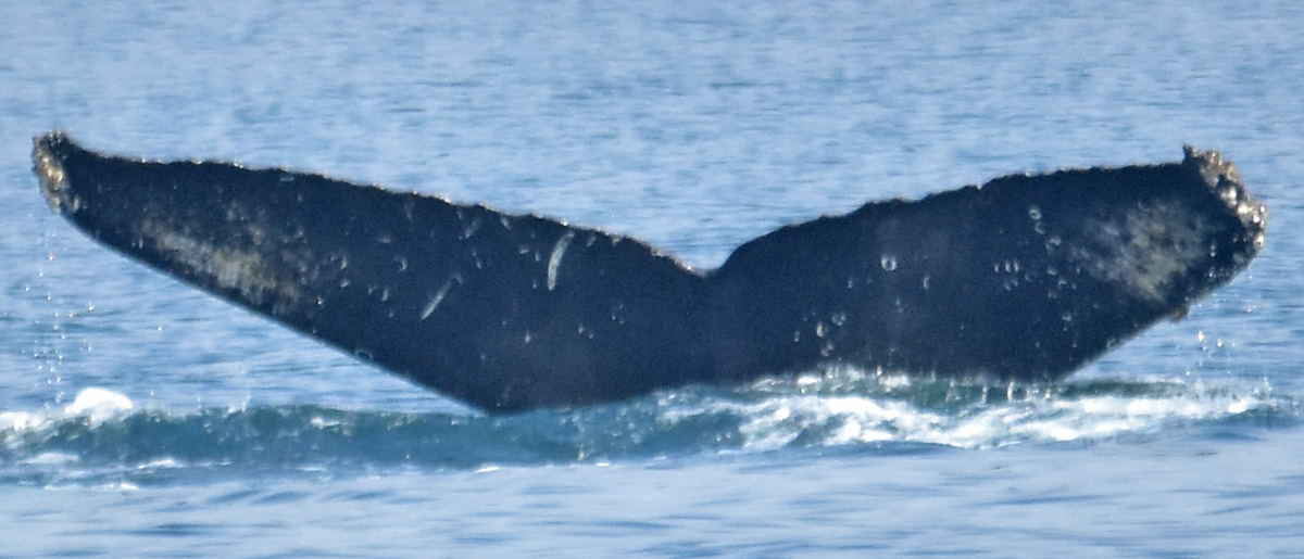 Fluke of Drifter (Salish Sea)
