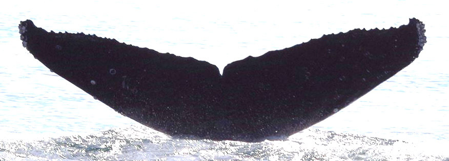 Fluke of Oracle (Salish Sea)
