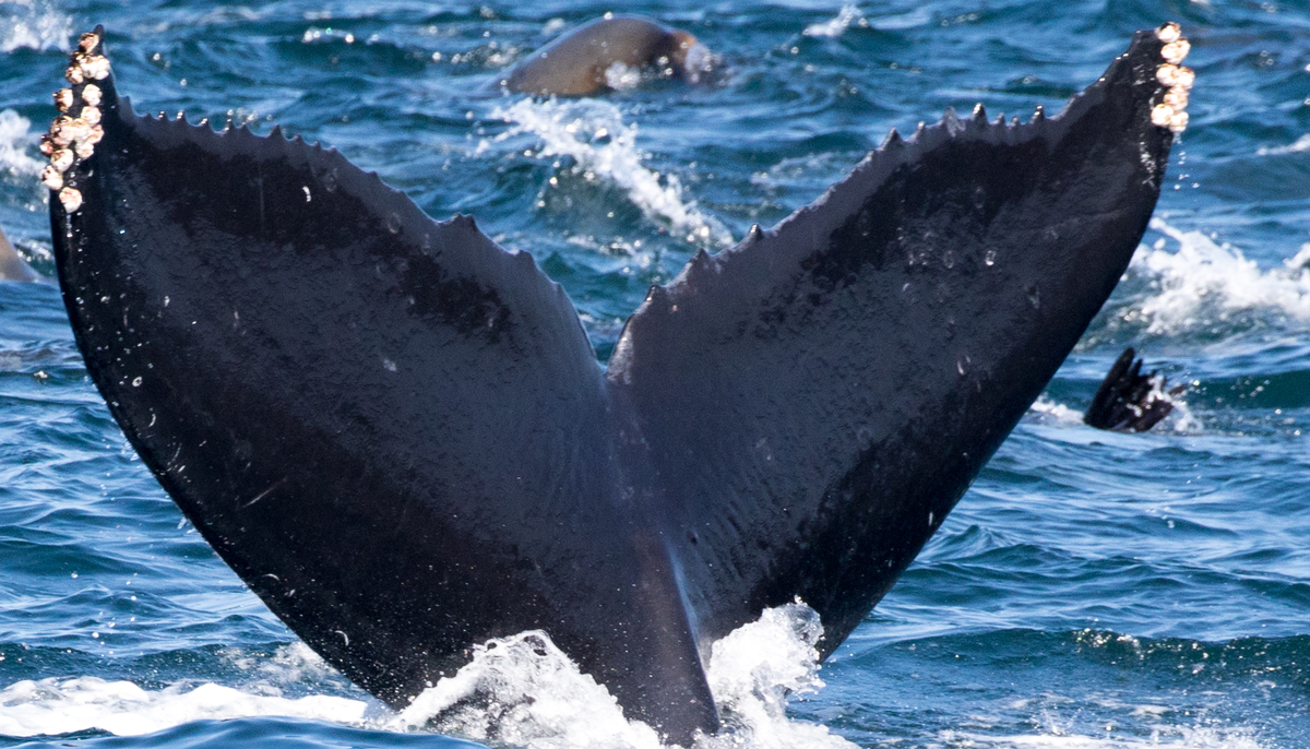 Fluke of CRC-17422