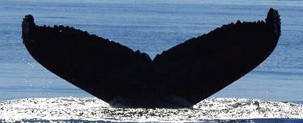 Fluke of Nosferatu (Salish Sea)