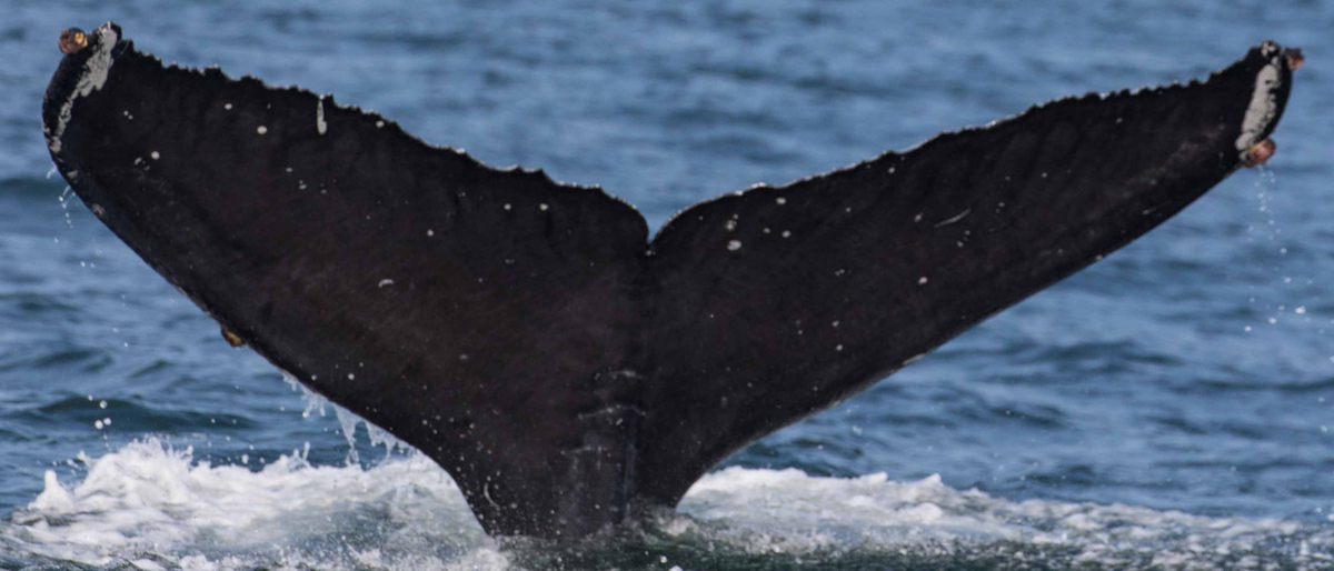 Fluke of CRC-17426
