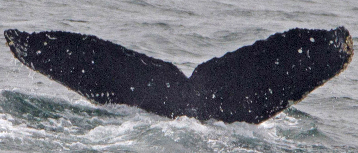 Fluke of CRC-17428