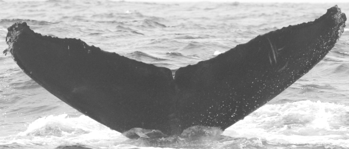Fluke of CRC-10708